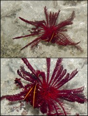 Himerometra robustipinna•&copy; Rene Ong•All Rights Reserved