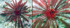 Himerometra robustipinna•&copy; REL•All Rights Reserved