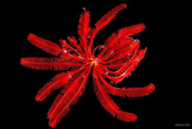 Himerometra robustipinna•&copy; Rene Ong•All Rights Reserved