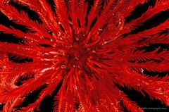 Himerometra robustipinna•&copy; CMBS photography team•All Rights Reserved