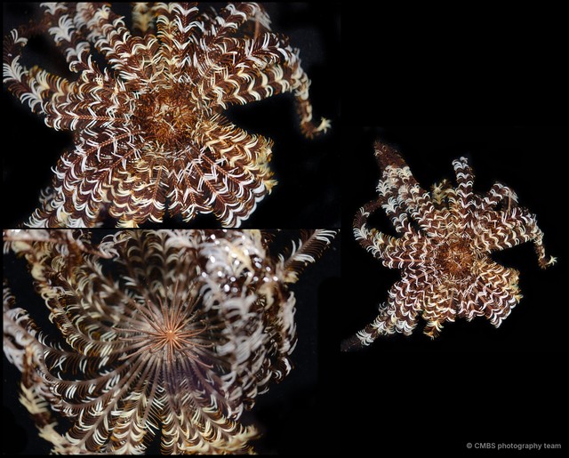 Mariametridae sp. "Dichrometra/Liparometra"•&copy; CMBS photography team•All Rights Reserved