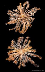 Dichrometra flagellata•&copy; CMBS photography team•All Rights Reserved
