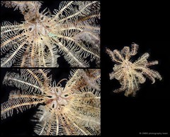 Dichrometra palmata•&copy; CMBS photography team•All Rights Reserved