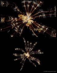 Dichrometra palmata•&copy; CMBS photography team•All Rights Reserved