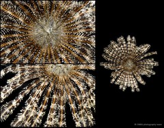 Dichrometra palmata•&copy; CMBS photography team•All Rights Reserved