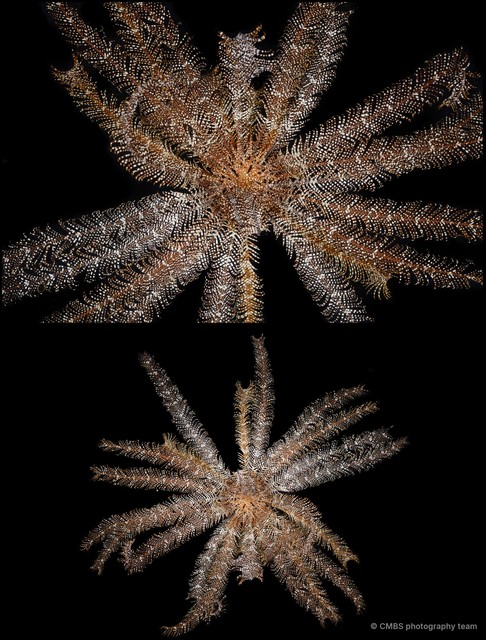 Stephanometra indica•&copy; CMBS photography team•All Rights Reserved