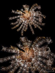 Stephanometra indica•&copy; CMBS photography team•All Rights Reserved