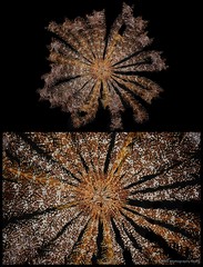 Stephanometra indica•&copy; CMBS photography team•All Rights Reserved