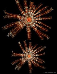 Stephanometra indica•&copy; CMBS photography team•All Rights Reserved