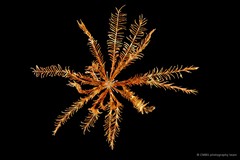 Stephanometra indica•&copy; CMBS photography team•All Rights Reserved