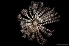 Stephanometra indica•&copy; CMBS photography team•All Rights Reserved