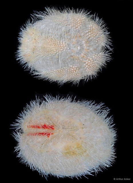 Echinoidea sp. "4815DR1-015"•&copy; Arthur Anker•All Rights Reserved