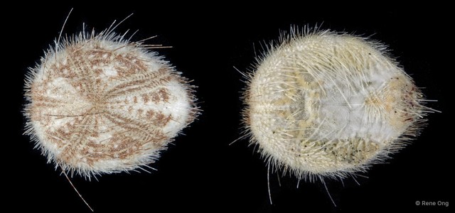 Echinoidea sp. "Heart urchin 1"•&copy; Rene Ong•All Rights Reserved