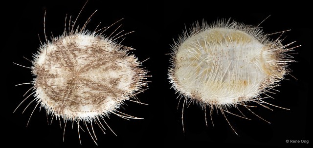 Echinoidea sp. "Heart urchin 3"•&copy; Rene Ong•All Rights Reserved