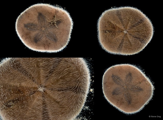 Echinoidea sp. "Heart urchin 4"•&copy; Rene Ong•All Rights Reserved