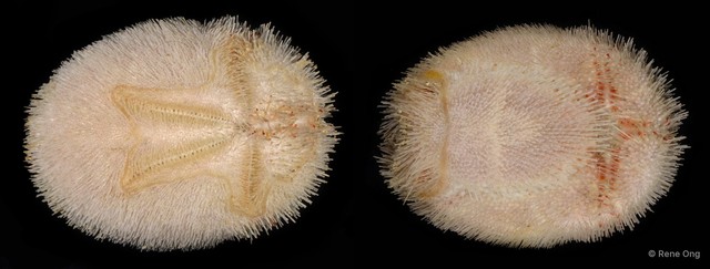 Echinoidea sp. "Heart urchin 5"•&copy; Rene Ong•All Rights Reserved