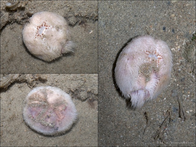 Echinoidea sp. "Heart urchin 6"•&copy; Ria Tan•All Rights Reserved