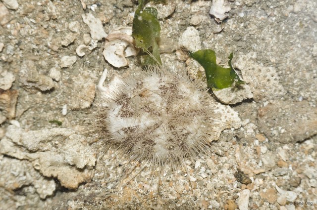 Echinoidea sp. "Heart urchin 7"•&copy; Rene Ong•All Rights Reserved