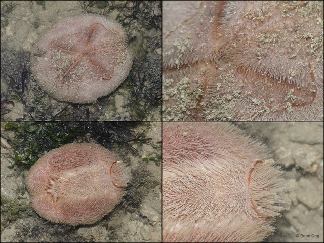 Echinoidea sp. "Heart urchin 8"•&copy; Rene Ong•All Rights Reserved