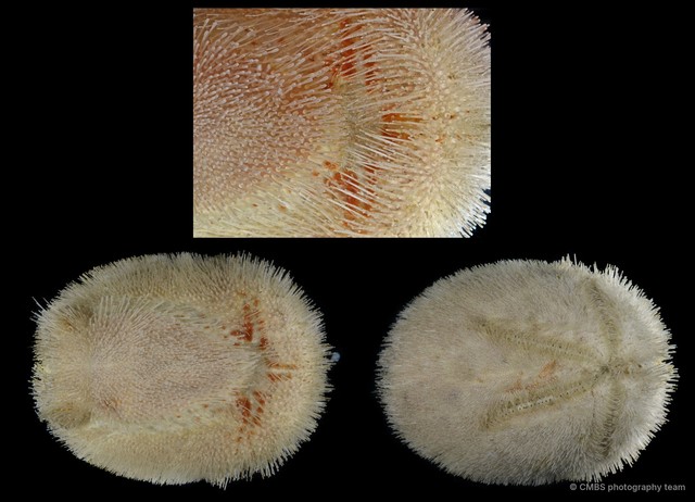 Echinoidea sp. "Heart urchin SS-3989"•&copy; CMBS photography team•All Rights Reserved