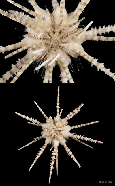 Echinoidea sp. "Pencil sea urchin"•&copy; Rene Ong•All Rights Reserved