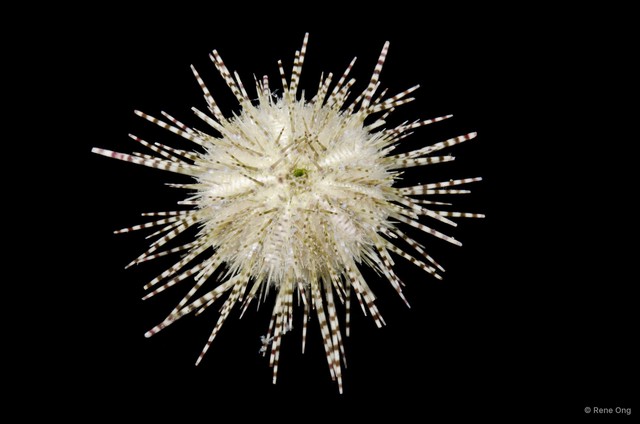 Echinoidea sp. "Sea urchin 1"•&copy; Rene Ong•All Rights Reserved