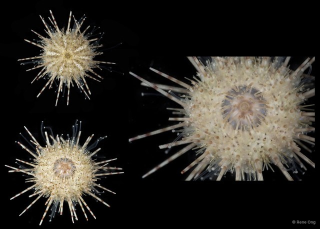 Echinoidea sp. "Sea urchin 2"•&copy; Rene Ong•All Rights Reserved