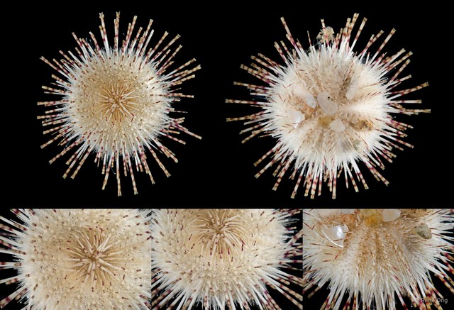 Echinoidea sp. "Sea urchin 3"•&copy; Rene Ong•All Rights Reserved