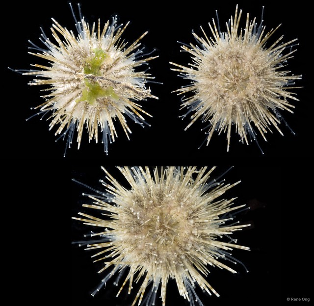 Echinoidea sp. "Sea urchin 4"•&copy; Rene Ong•All Rights Reserved