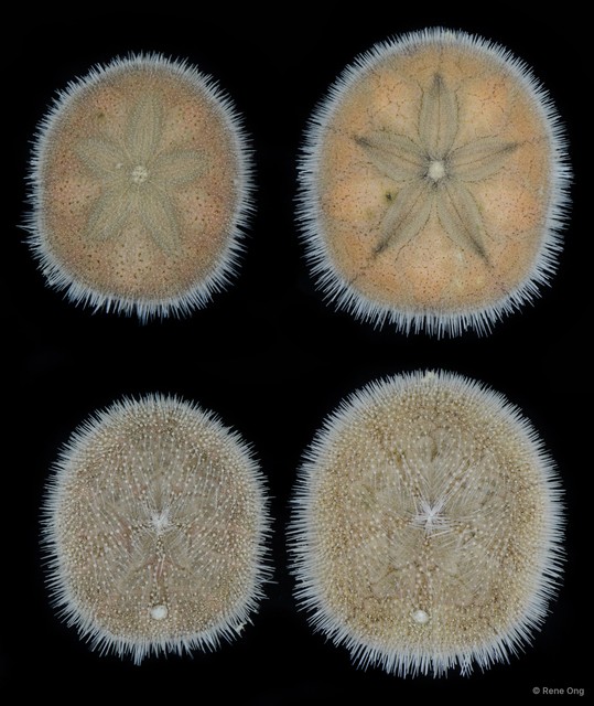 Echinoidea sp. "Sea urchin 5"•&copy; Rene Ong•All Rights Reserved