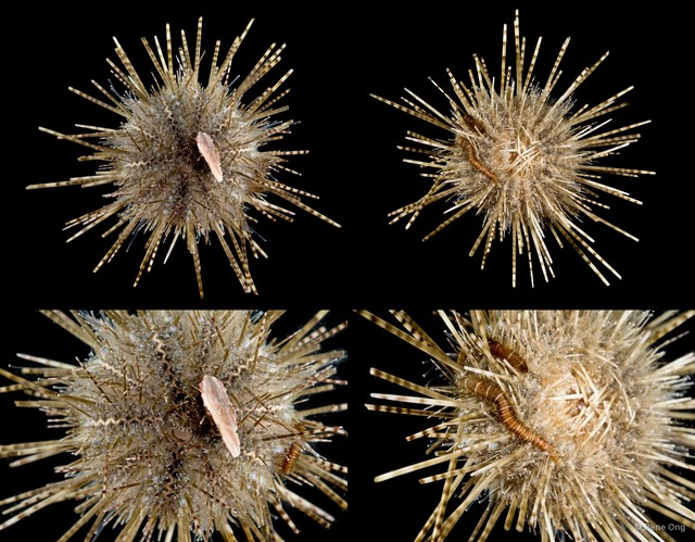 Echinoidea sp. "Sea urchin 6"•&copy; Rene Ong•All Rights Reserved