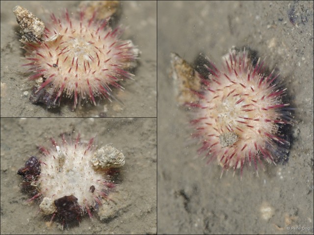 Echinoidea sp. "Sea urchin 7"•&copy; Rene Ong•All Rights Reserved
