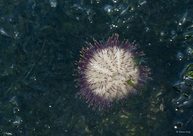 Echinoidea sp. "Sea urchin 8"•&copy; Rene Ong•All Rights Reserved
