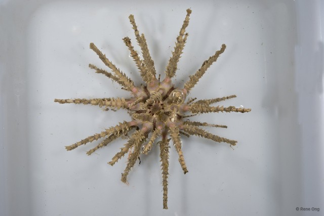 Echinoidea sp. "Thorny sea urchin 1"•&copy; Rene Ong•All Rights Reserved