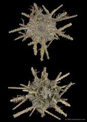 Echinoidea sp. "Thorny sea urchin 2"