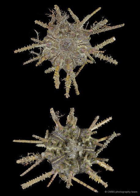 Echinoidea sp. "Thorny sea urchin 2"•&copy; CMBS photography team•All Rights Reserved
