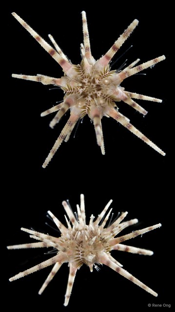 Echinoidea sp. "Thorny sea urchin 3"•&copy; Rene Ong•All Rights Reserved