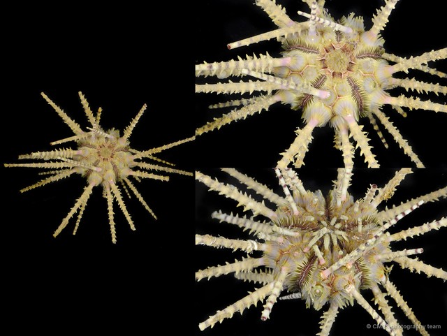 Echinoidea sp. "Thorny sea urchin 4"•&copy; CMBS photography team•All Rights Reserved