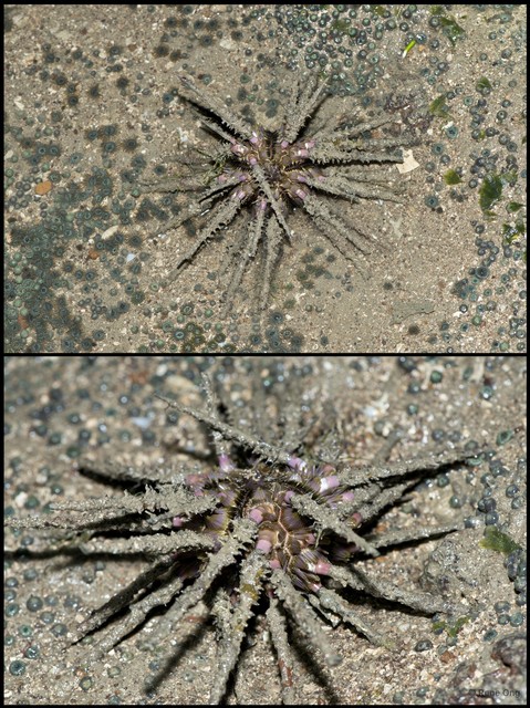 Echinoidea sp. "Thorny sea urchin 5"•&copy; Rene Ong•All Rights Reserved