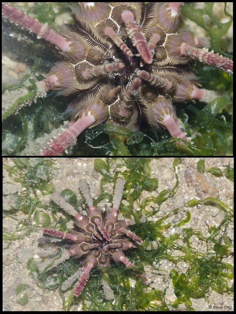 Echinoidea sp. "Thorny sea urchin 6"•&copy; Rene Ong•All Rights Reserved
