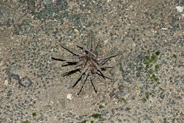 Echinoidea sp. "Thorny sea urchin 7"•&copy; Rene Ong•All Rights Reserved
