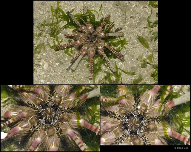 Echinoidea sp. "Thorny sea urchin 8"•&copy; Rene Ong•All Rights Reserved