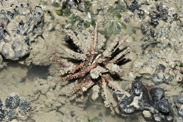 Echinoidea sp. "Thorny sea urchin 9"•&copy; Rene Ong•All Rights Reserved