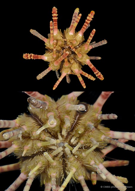Echinoidea sp. "Thorny sea urchin JS-0923"•&copy; CMBS photography team•All Rights Reserved