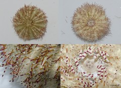 Salmacis sp. "5"
