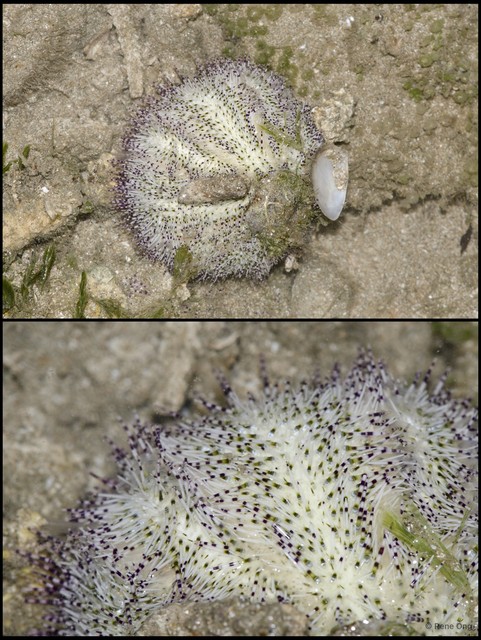 Salmacis sp. "576d5ad9"•&copy; Rene Ong•All Rights Reserved