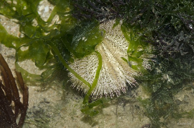 Salmacis sp. "589642fe"•&copy; Rene Ong•All Rights Reserved