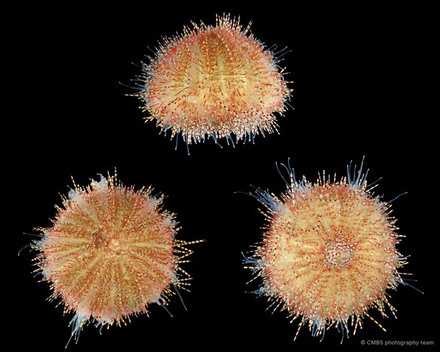 Salmacis sp. "SS-1507"•&copy; CMBS photography team•All Rights Reserved