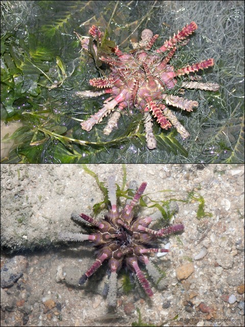Prionocidaris sp. "5c93b4c3"•&copy; Ria Tan•All Rights Reserved