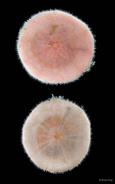 Clypeasteroida sp. "5"•&copy; Rene Ong•All Rights Reserved